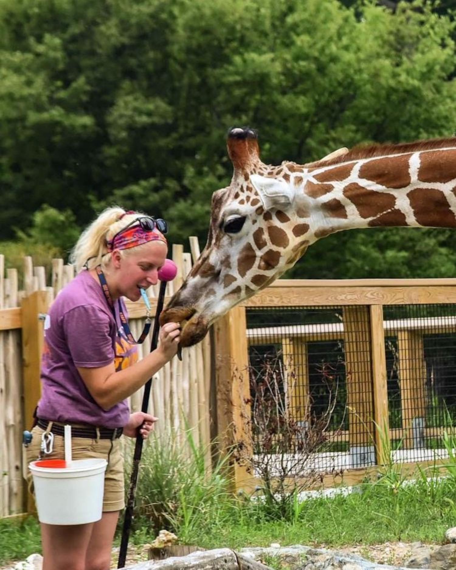 Blonde woman in purple shirt holding a bucket as a giraffe comes up close to her face with greenery in background